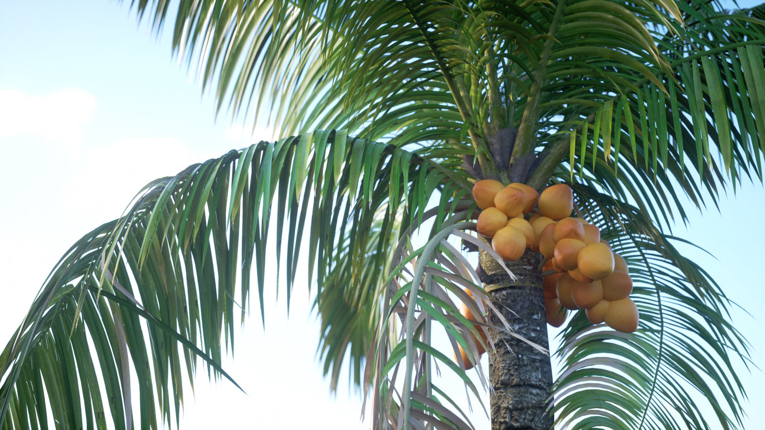 common coconut palm Coconut Palm - Live Plant in a 10 Inch Growers Pot - Cocos Nucifera