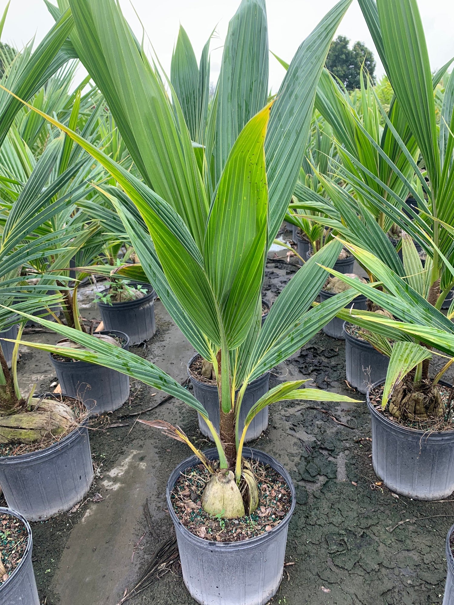 coco palm plant Coconut Palm - Live Plant in a 10 Inch Growers Pot - Cocos Nucifera