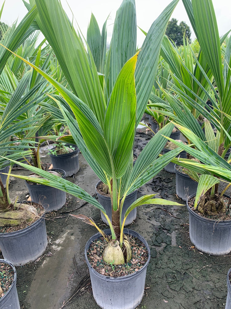 coconut palm potted Coconut Palm - Live Plant in a 10 Inch Growers Pot - Cocos Nucifera