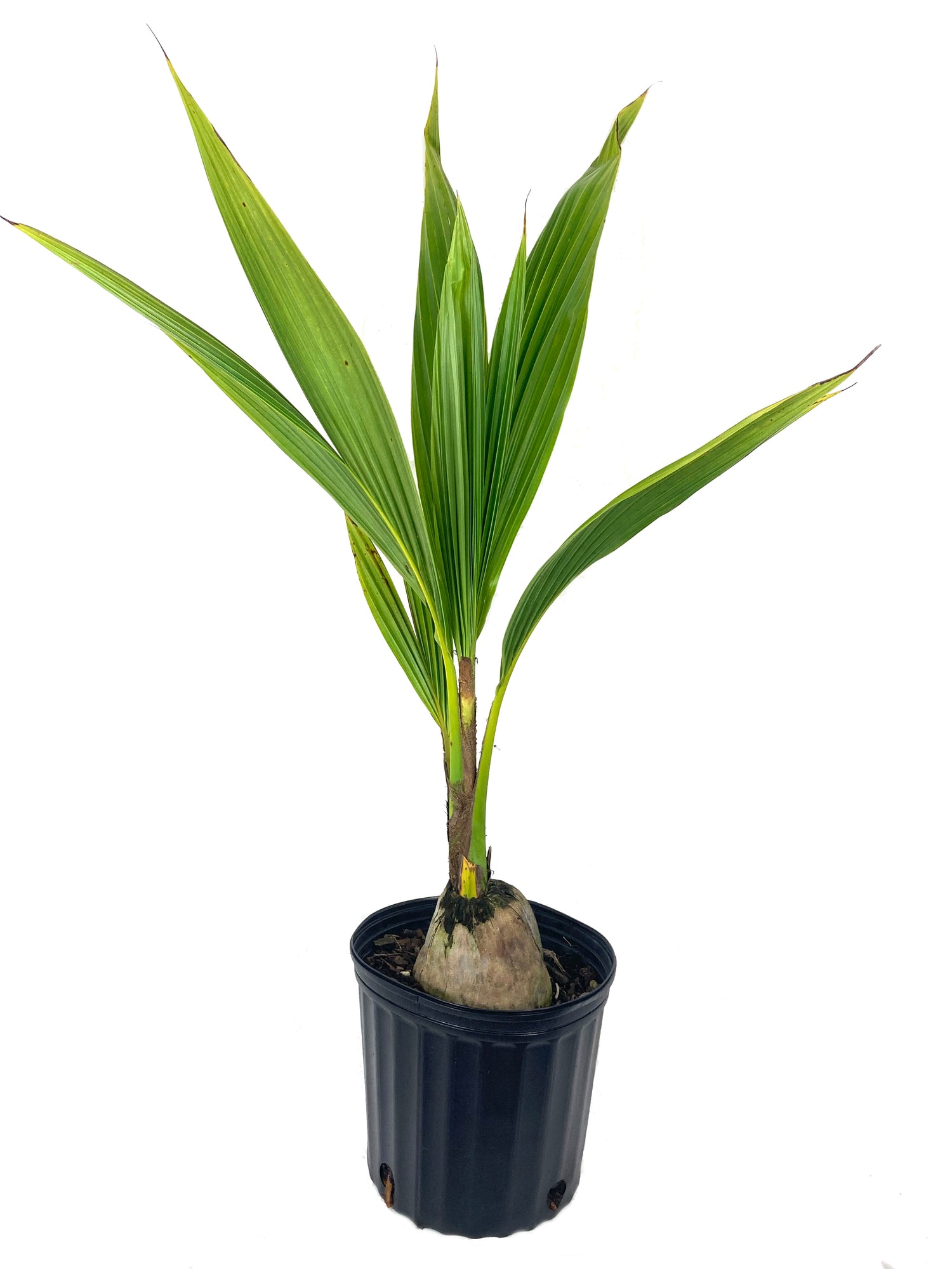 coconut palm trees for sale in florida Coconut Palm - Live Plant in a 10 Inch Growers Pot - Cocos Nucifera