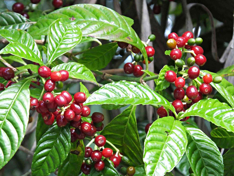 coffee tree plant indoor Coffee Plant - Live Plant in a 6 Inch Pot - Coffea Arabica