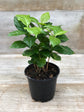 Coffee Plant - Live Plant in a 6 Inch Pot - Coffea Arabica - Beautiful Easy Care Indoor Houseplant