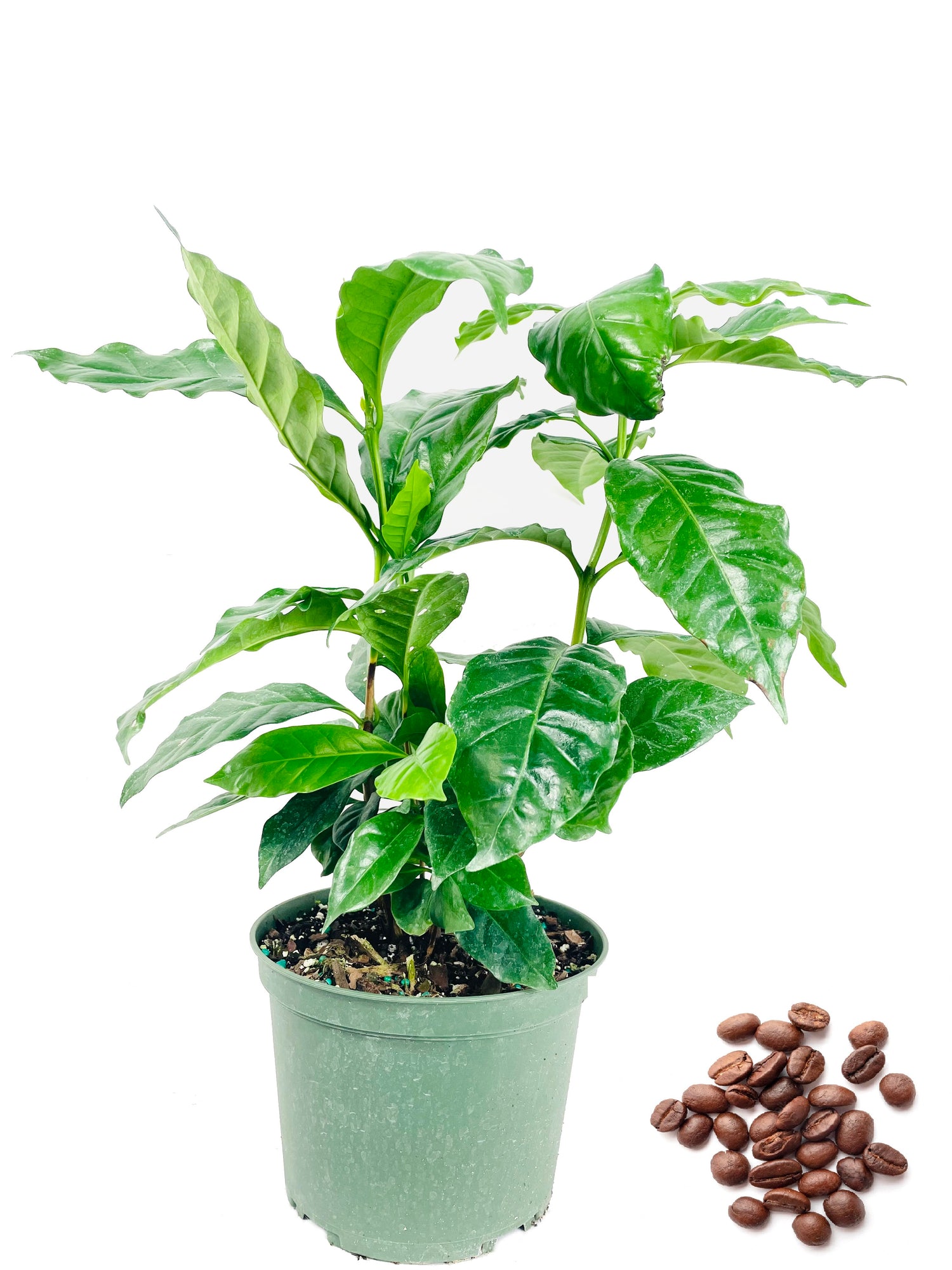 plant house coffee Coffee Plant - Live Plant in a 6 Inch Pot - Coffea Arabica
