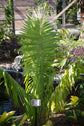 Cohune Palm - Live Plant in a 4 Inch Growers Pot - Attalea Cohune - Extremely Rare and Exotic Palms from Florida - for Rare Plant Collectors