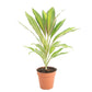 Cordyline Kiwi Ti Plant - Live Plant in an 10 Inch Growers Pot - Cordyline Fruticosa &