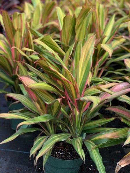 cordyline kiwi house plant Cordyline Kiwi Ti Plant - Live Plant in an 10 Inch Growers Pot - Cordyline Fruticosa 'Kiwi'