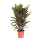 Cordyline Kiwi Ti Plant - Live Plant in an 10 Inch Growers Pot - Cordyline Fruticosa &