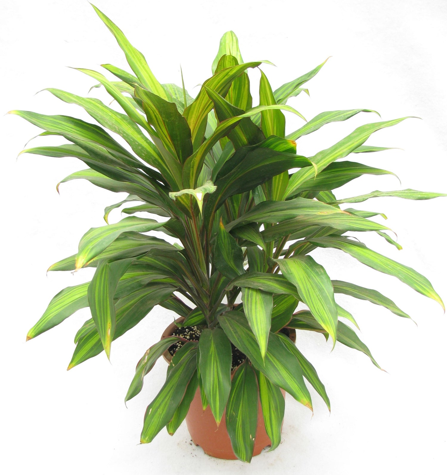 cordyline kiwi indoor plant Cordyline Kiwi Ti Plant - Live Plant in an 10 Inch Growers Pot