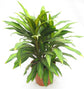 Cordyline Kiwi Ti Plant - Live Plant in an 10 Inch Growers Pot - Cordyline Fruticosa &