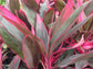 Cordyline Red Sister Hawaiian Ti Plant - Live Plant in an 10 Inch Growers Pot - Cordyline Fruticosa &