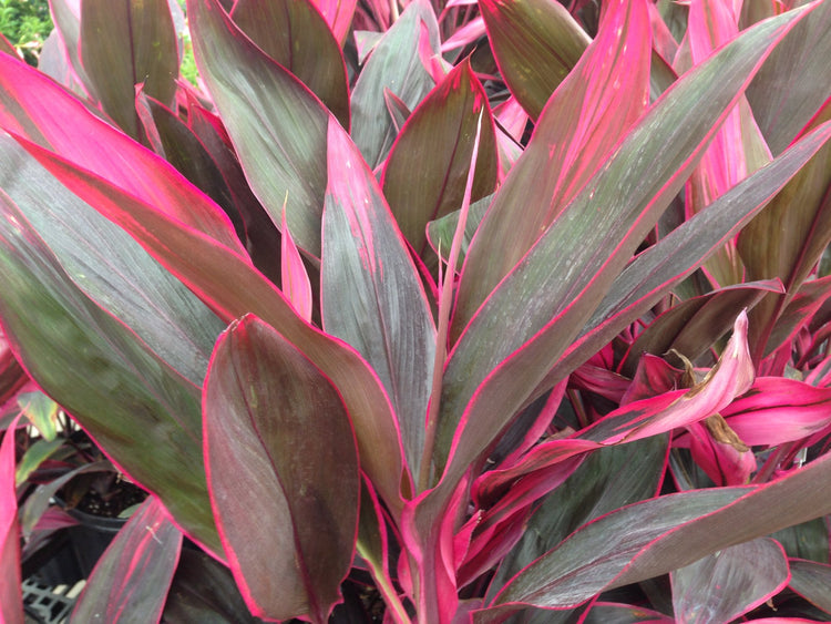 red sister plant indoors Cordyline Red Sister Hawaiian Ti Plant