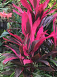 Cordyline Red Sister Hawaiian Ti Plant - Live Plant in an 10 Inch Growers Pot - Cordyline Fruticosa &