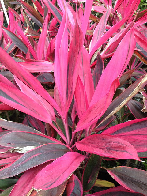 dracaena red sister Cordyline Red Sister Hawaiian Ti Plant - Live Plant in an 10 Inch Growers Pot - Cordyline Fruticosa 'Red Sister'