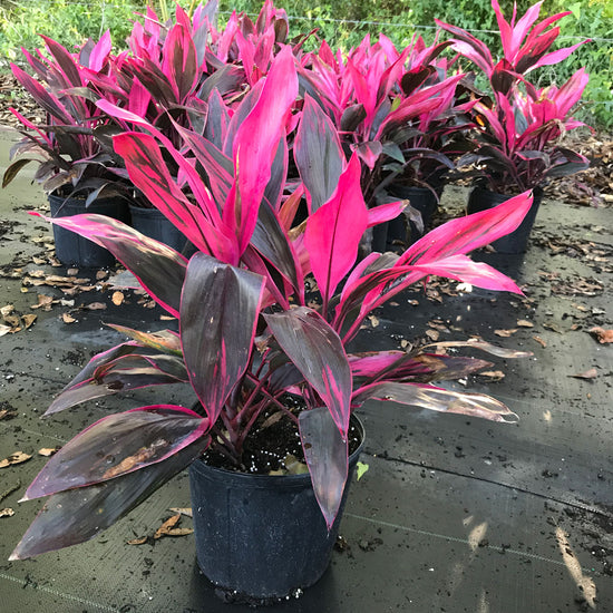 Cordyline Red Sister Hawaiian Ti Plant - Live Plant in an 10 Inch Growers Pot - Cordyline Fruticosa &