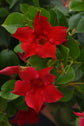 Crimson Mandevilla Plant with Trellis - Live Plant in a 10 Inch Pot - Mandevilla spp. - Beautiful Flowering Easy Care Vine