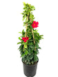 Crimson Mandevilla Plant with Trellis - Live Plant in a 10 Inch Pot - Mandevilla spp. - Beautiful Flowering Easy Care Vine