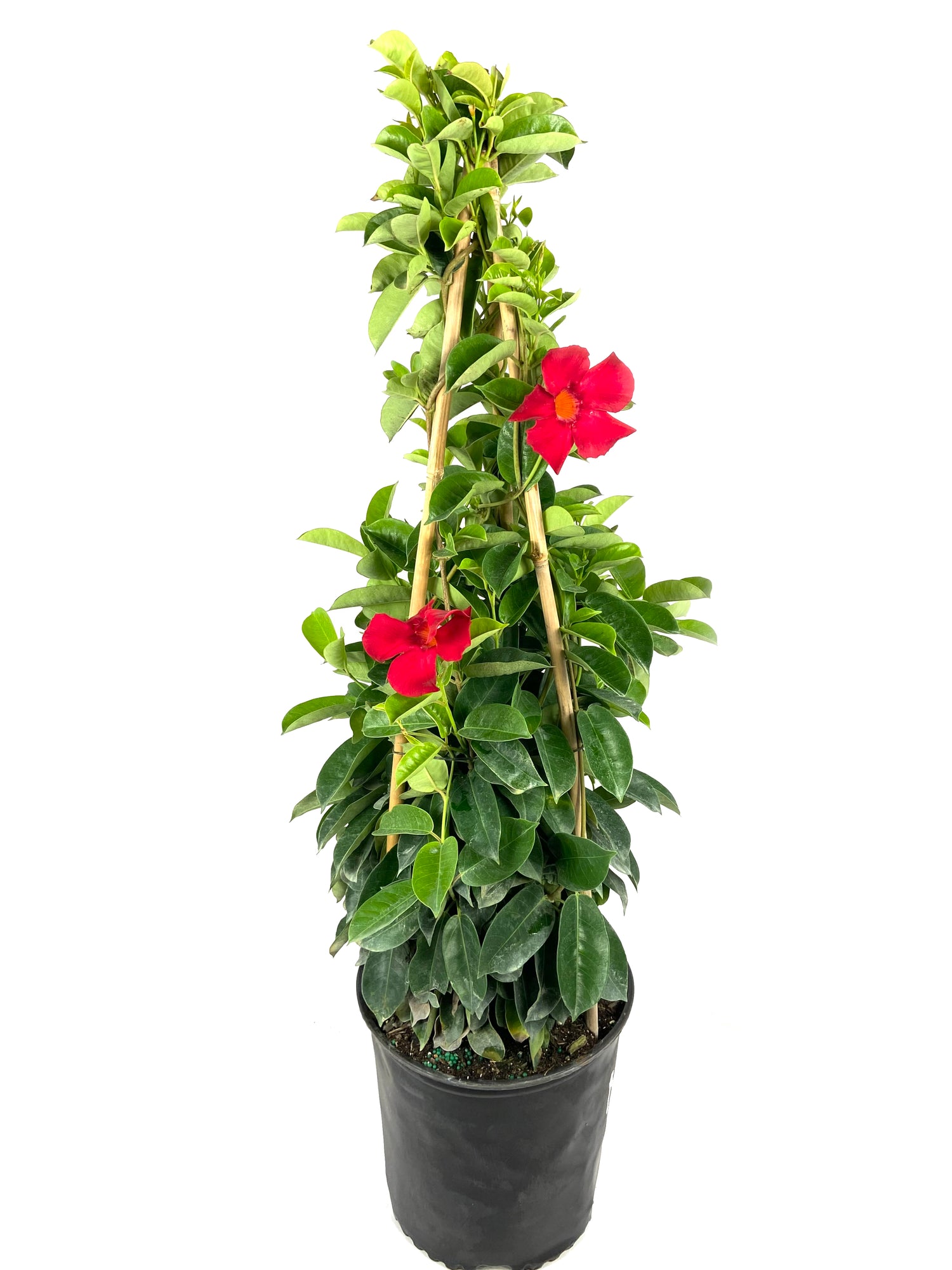 crimson trellis plant Crimson Mandevilla Plant with Trellis - Live Plant in a 10 Inch Pot