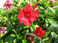 Crimson Mandevilla Plant with Trellis - Live Plant in a 10 Inch Pot - Mandevilla spp. - Beautiful Flowering Easy Care Vine