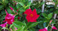 Crimson Mandevilla Plant with Trellis - Live Plant in a 10 Inch Pot - Mandevilla spp. - Beautiful Flowering Easy Care Vine