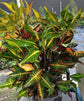 Croton Fantasy - Live Plant in a 10 Inch Growers Pot - Codiaeum &