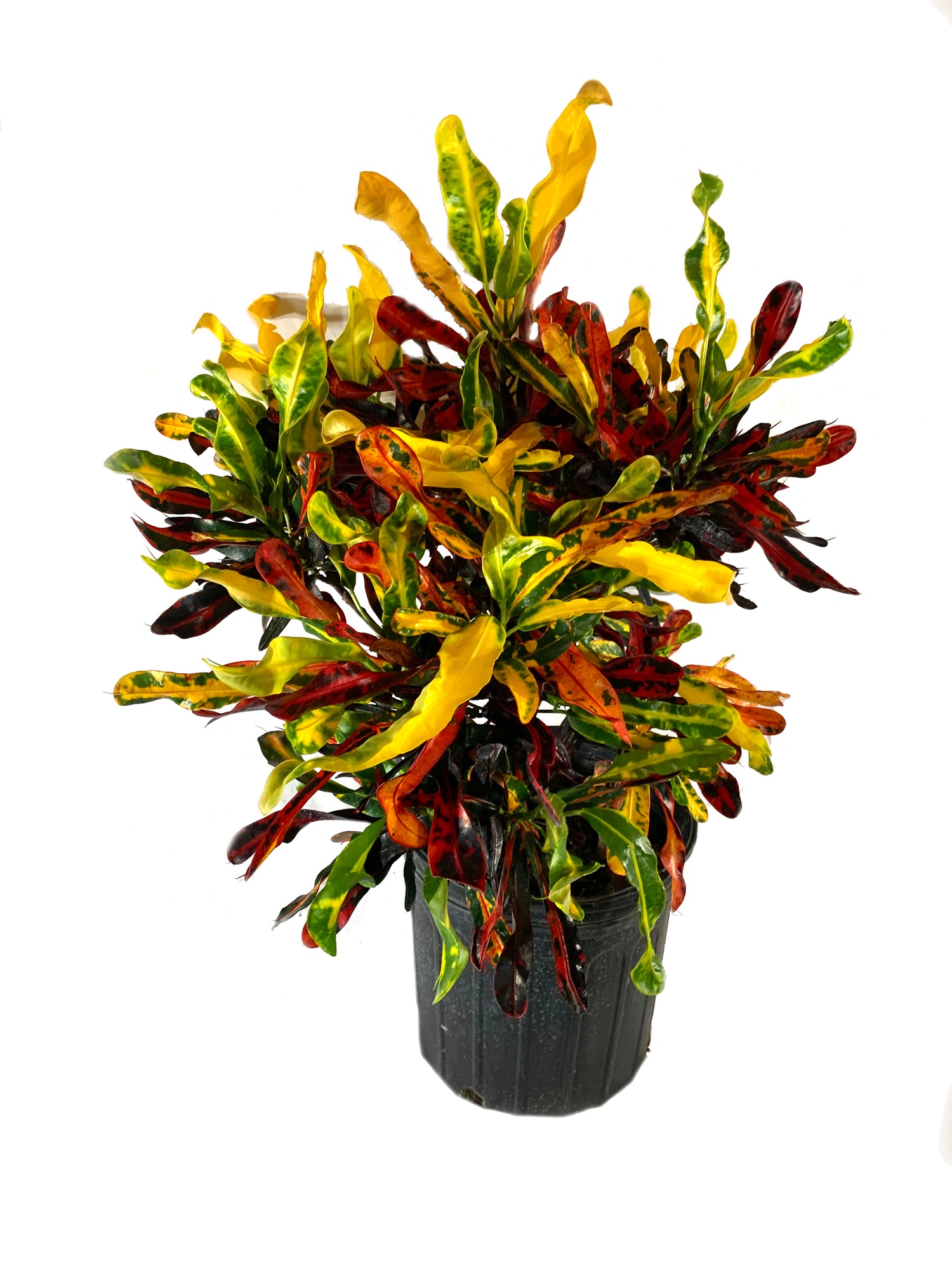mammy croton landscape ideas Croton Mammy - Live Plant in a 6 Inch Pot - Codiaeum 'Mammy'