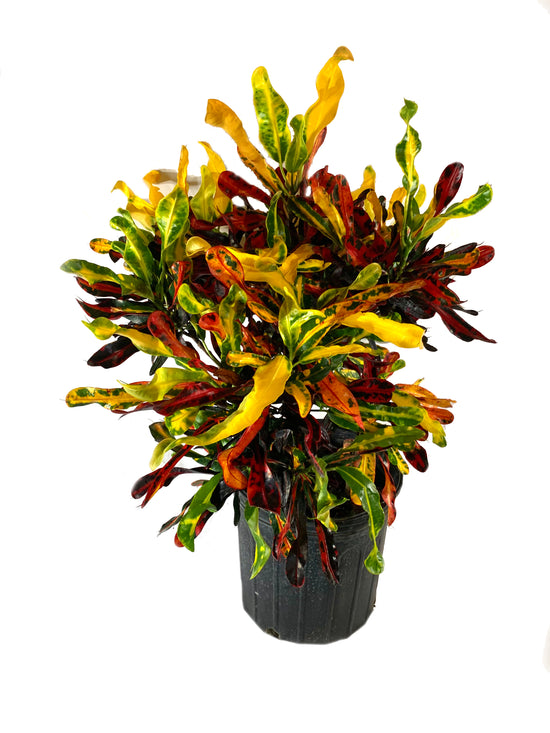 Croton Mammy - Live Plant in a 6 Inch Pot - Codiaeum &