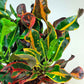 Croton Mammy Patio Tree - Live Plant in a 10 Inch Pot - Codiaeum &