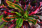 Croton Mammy Patio Tree - Live Plant in a 10 Inch Pot - Codiaeum &