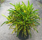 Croton Sloppy Painter - Live Plant in a 10 Inch Growers Pot - Codiaeum &