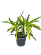 Croton Sloppy Painter - Live Plant in a 10 Inch Growers Pot - Codiaeum &