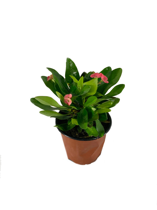 Crown of Thorns - Live Plant in a 4 Inch Pot - Euphorbia Milii - Beautiful Flowering Easy Care Indoor Houseplant