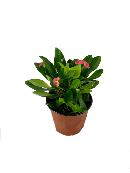crown of thorns live plant in a 4 inch pot Crown of Thorns - Live Plant in a 4 Inch Pot - Euphorbia Milii
