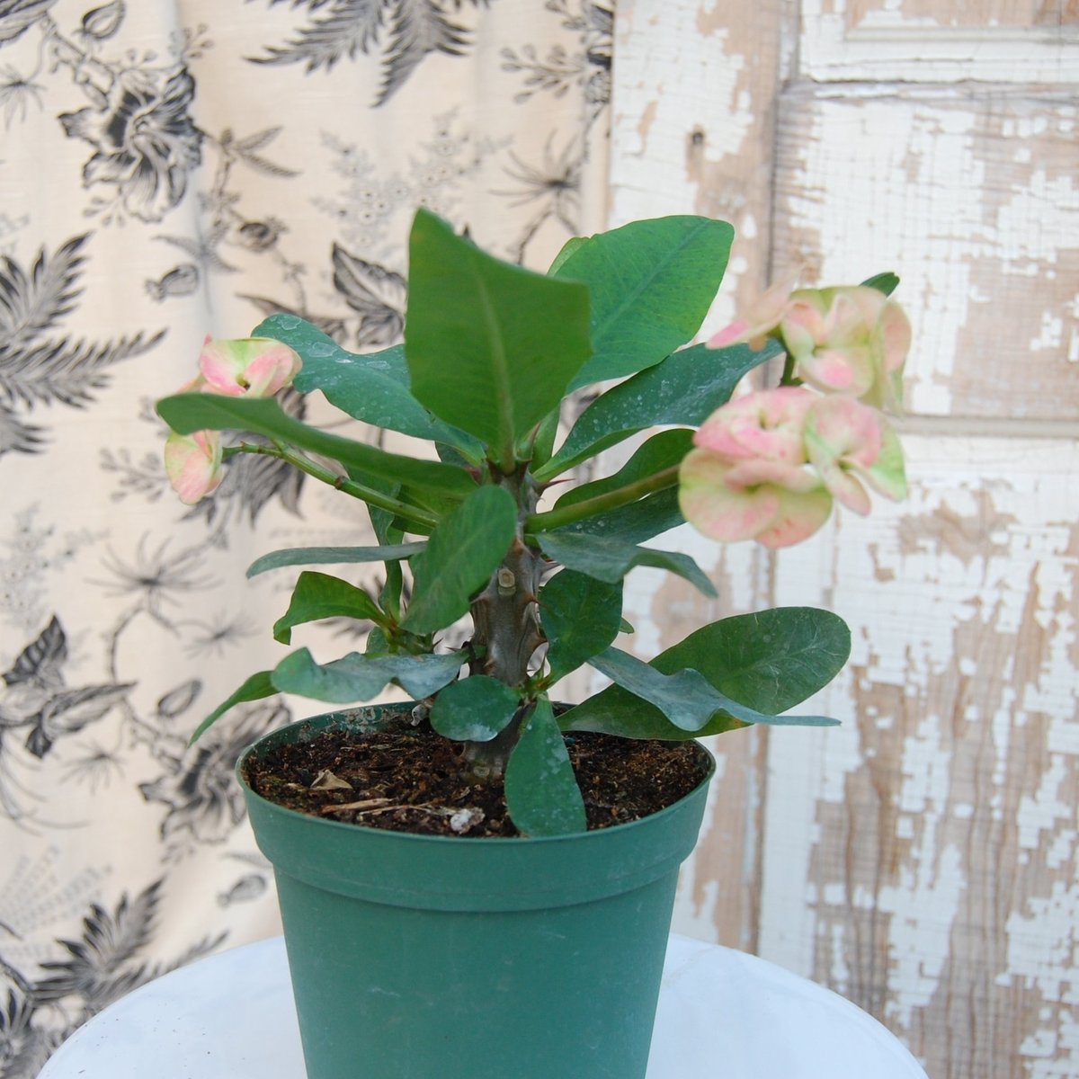 house plants with thorns Crown of Thorns - Live Plant in a 4 Inch Pot - Euphorbia Milii