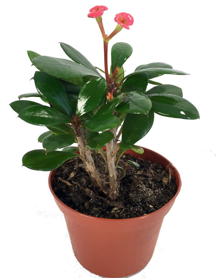 crown of thorns plant indoors Crown of Thorns - Live Plant in a 4 Inch Pot - Euphorbia Milii