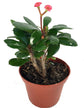 Crown of Thorns - Live Plant in a 4 Inch Pot - Euphorbia Milii - Beautiful Flowering Easy Care Indoor Houseplant