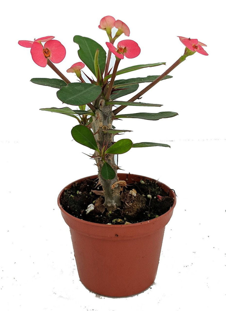 indoor plants with thorns Crown of Thorns - Live Plant in a 4 Inch Pot - Euphorbia Milii