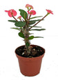 Variegated Fireworks Crown of Thorns - Live Plant in a 4 Inch Pot - Euphorbia Mili Variegated - Variegated Indoor Outdoor Houseplant
