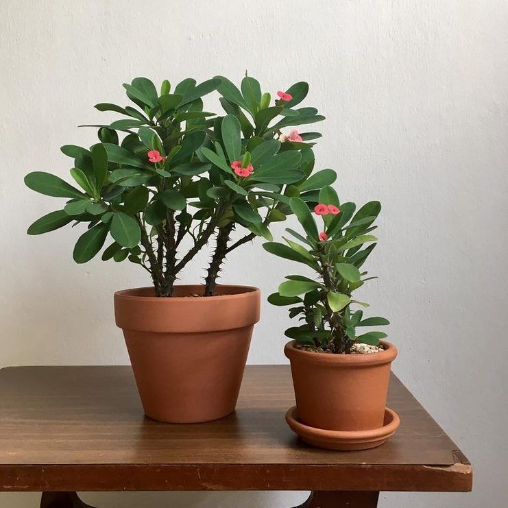 house plants with thorns Crown of Thorns - Live Plant in a 4 Inch Pot - Euphorbia Milii