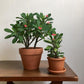 Crown of Thorns - Live Plant in a 4 Inch Pot - Euphorbia Milii - Beautiful Flowering Easy Care Indoor Houseplant