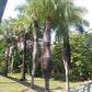 Cuban Belly Palm - Live Plant in a 2 Inch Growers Pot - Acrocomia Crispa - Starter Palm - Extremely Rare Palms from Florida