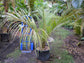 Cuban Belly Palm - Live Plant in a 2 Inch Growers Pot - Acrocomia Crispa - Starter Palm - Extremely Rare Palms from Florida