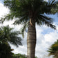 Cuban Belly Palm - Live Plant in a 2 Inch Growers Pot - Acrocomia Crispa - Starter Palm - Extremely Rare Palms from Florida