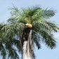 Cuban Belly Palm - Live Plant in a 2 Inch Growers Pot - Acrocomia Crispa - Starter Palm - Extremely Rare Palms from Florida
