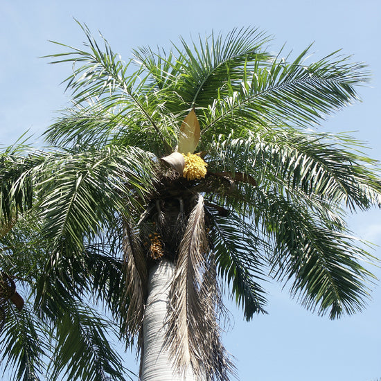 Cuban Belly Palm - Live Plant in a 2 Inch Growers Pot - Acrocomia Crispa - Starter Palm - Extremely Rare Palms from Florida