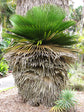 Cuban Petticoat Palm - Live Plant in a 10 Inch Growers Pot - Copernicia Macroglossa - Extremely Rare Ornamental Palms of Florida