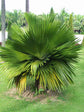 Cuban Petticoat Palm - Live Plant in a 10 Inch Growers Pot - Copernicia Macroglossa - Extremely Rare Ornamental Palms of Florida