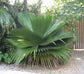 Cuban Petticoat Palm - Live Plant in a 10 Inch Growers Pot - Copernicia Macroglossa - Extremely Rare Ornamental Palms of Florida