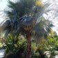 Cuban Wax Palm - Live Plant in a 4 Inch Growers Pot - Copernicia Hospita - Extremely Rare Ornamental Palms of Florida