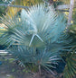 Cuban Wax Palm - Live Plant in a 4 Inch Growers Pot - Copernicia Hospita - Extremely Rare Ornamental Palms of Florida