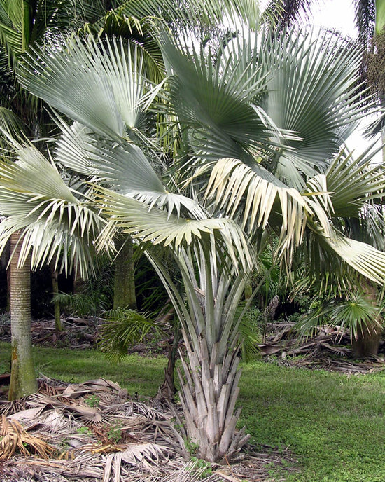 Cuban Wax Palm - Live Plant in a 4 Inch Growers Pot - Copernicia Hospita - Extremely Rare Ornamental Palms of Florida